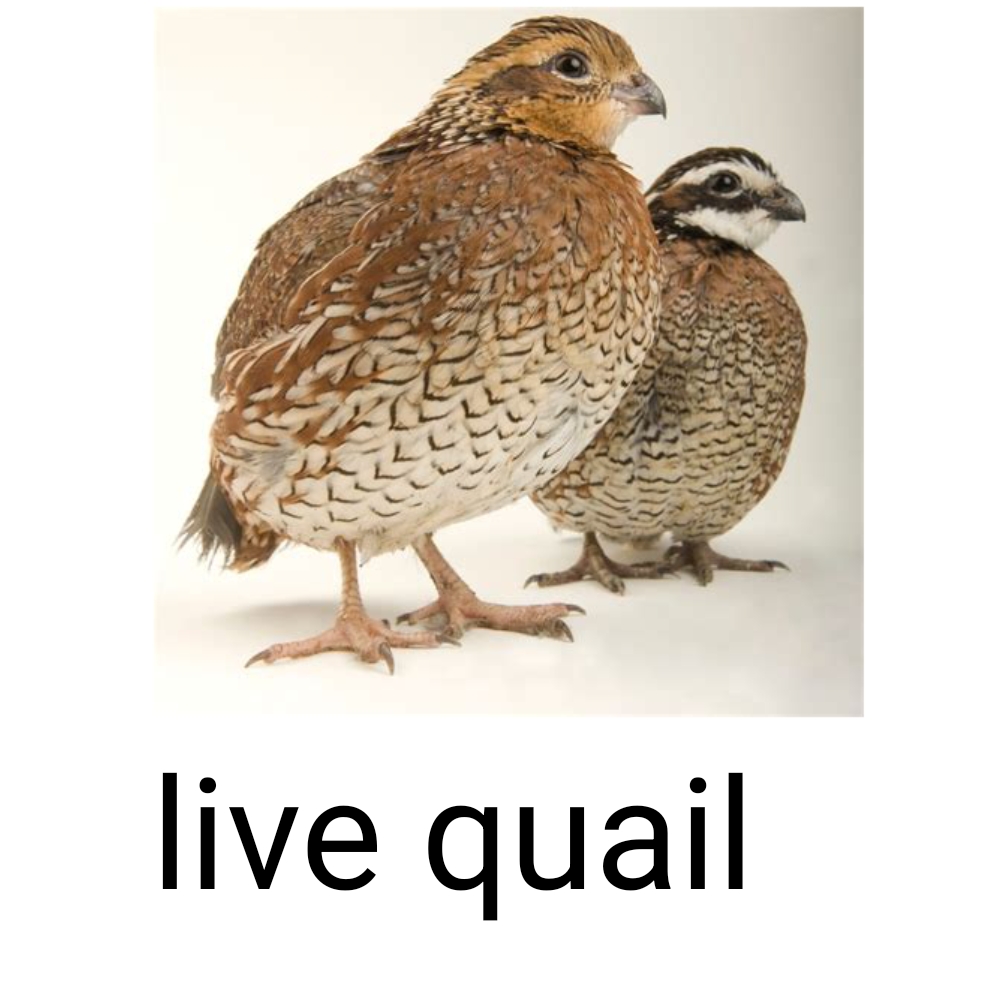 User added image